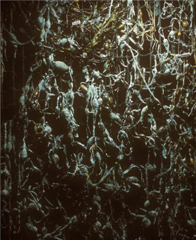 Samantha McKee: Diminished thinking, 2005, black net, seaweed, UV light, blue lights, text, 1m x 6m